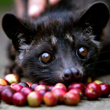 Kopi Luwak Kaffee